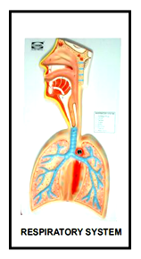 Digestive/Nervous/Circulatory/Skeletal systems